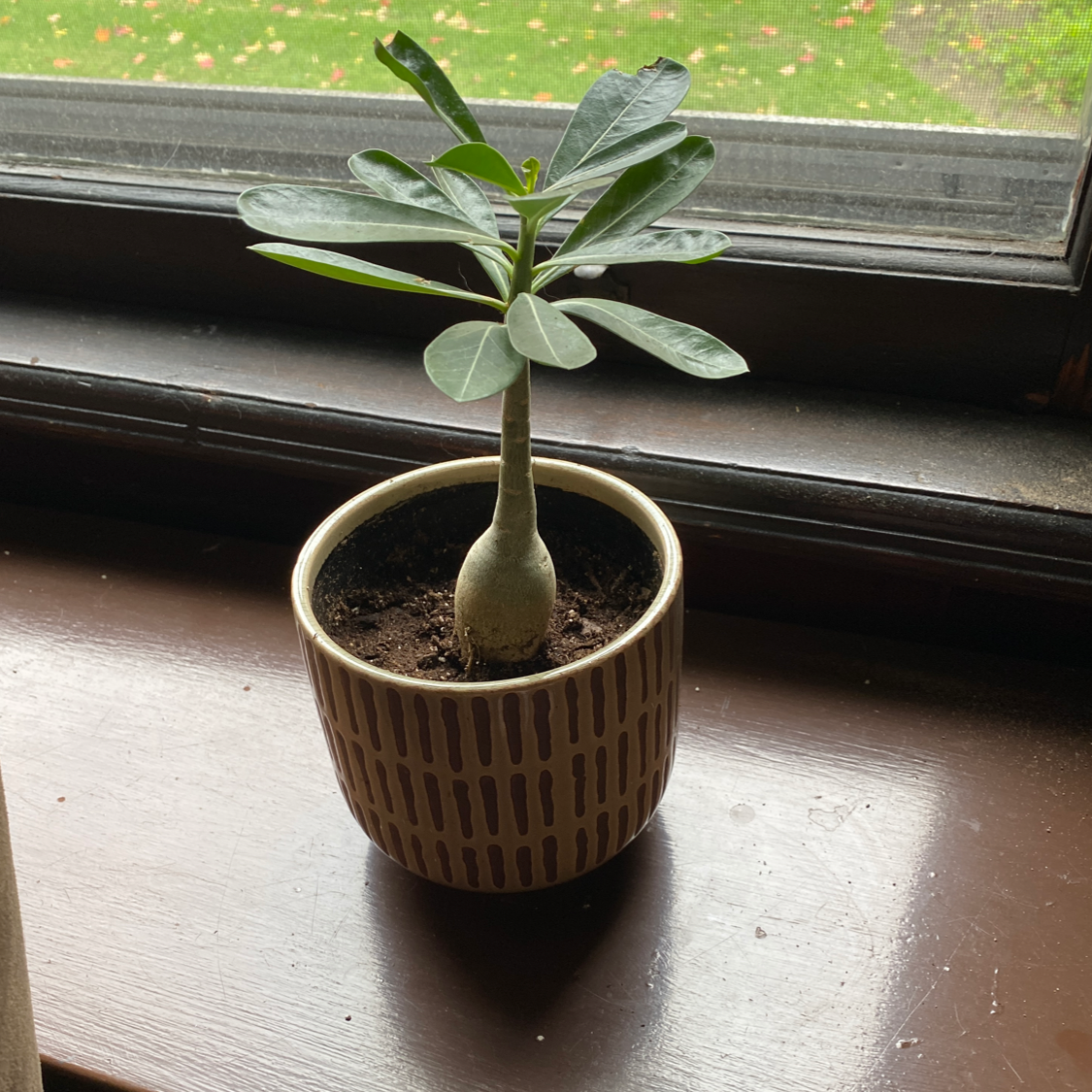 Potted Desert Rose Plant on a windowsill with visible soil and healthy green leaves.