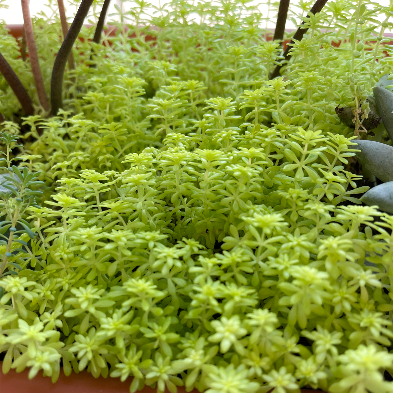 Dense cluster of healthy Spanish Stonecrop with light green leaves.