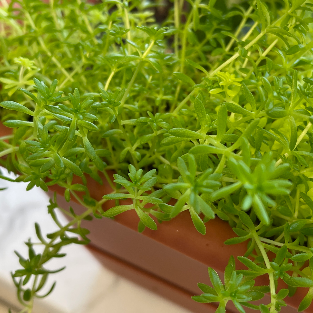 Healthy Spanish Stonecrop plant with small, green succulent leaves in a pot.