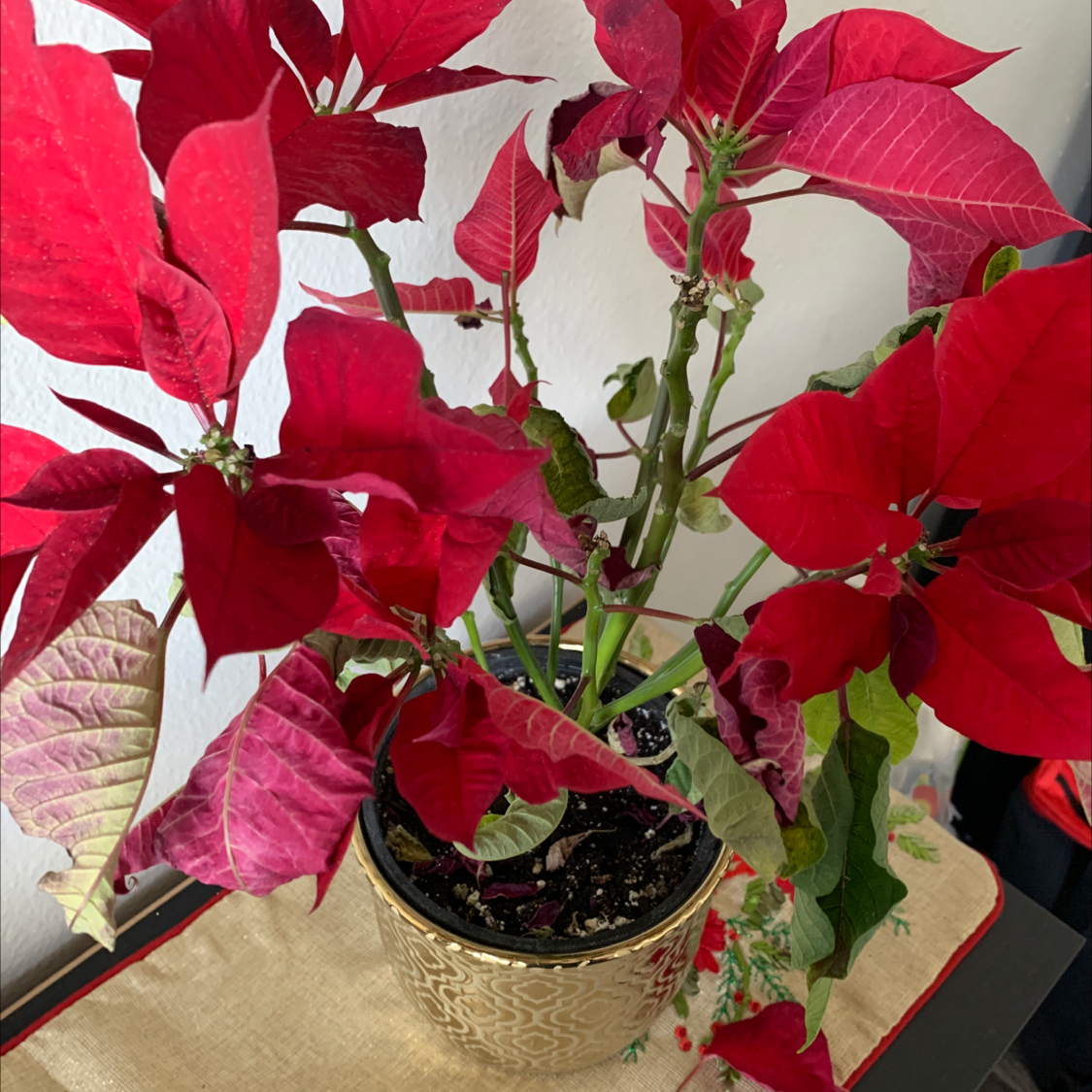 Poinsettia plant with red leaves, some yellowing and browning, in a decorative pot.