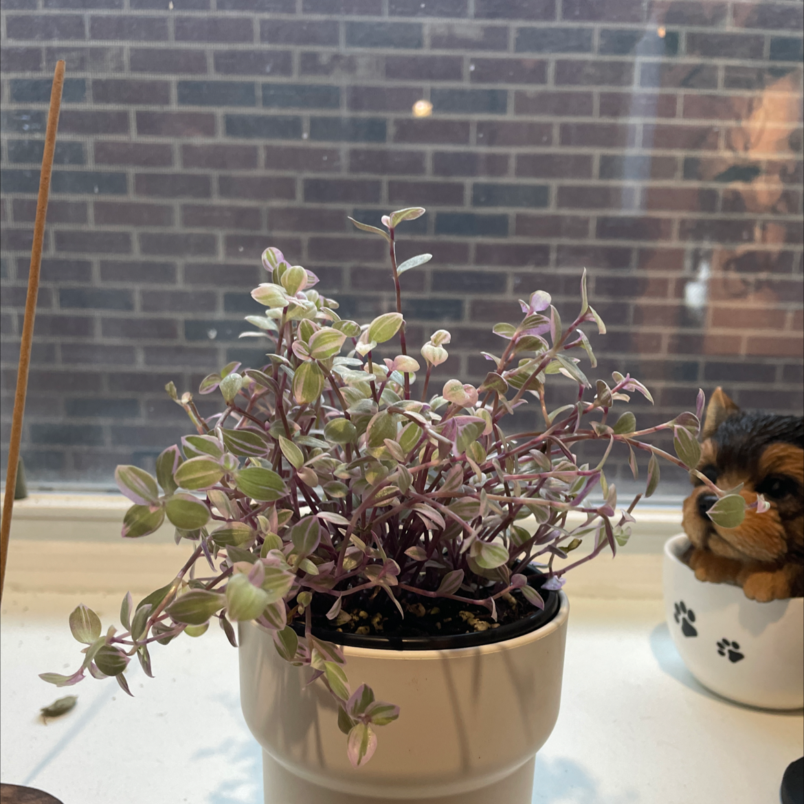 Pink Stripe Spiderwort plant in a white pot on a windowsill with a brick wall background.