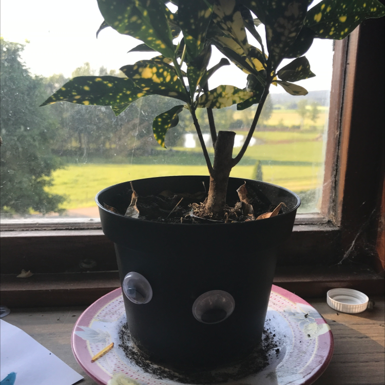 Gold Dust Croton plant photo by Cat boi named Stich on Greg, the plant care app.