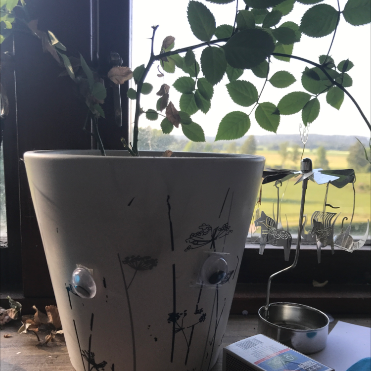 Prairie Rose plant photo by Cat boi named Rose on Greg, the plant care app.