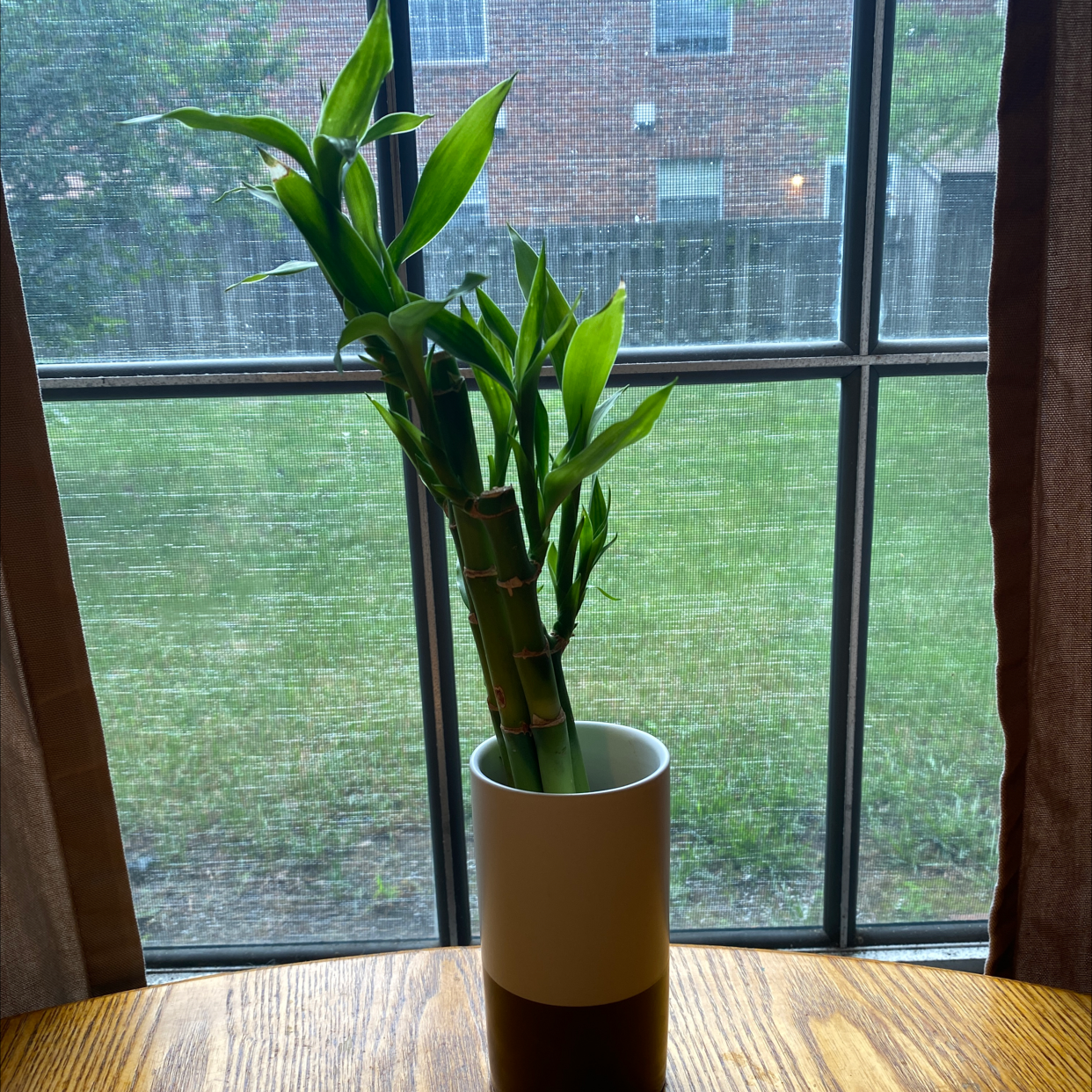 Photo of the plant species Common Bamboo by @Blabberbop named Bumby on Greg, the plant care app
