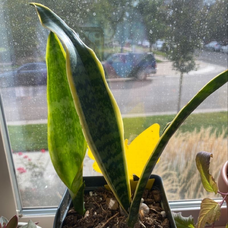 Snake Plant plant photo by @Mia named Slithery boi on Greg, the plant care app.