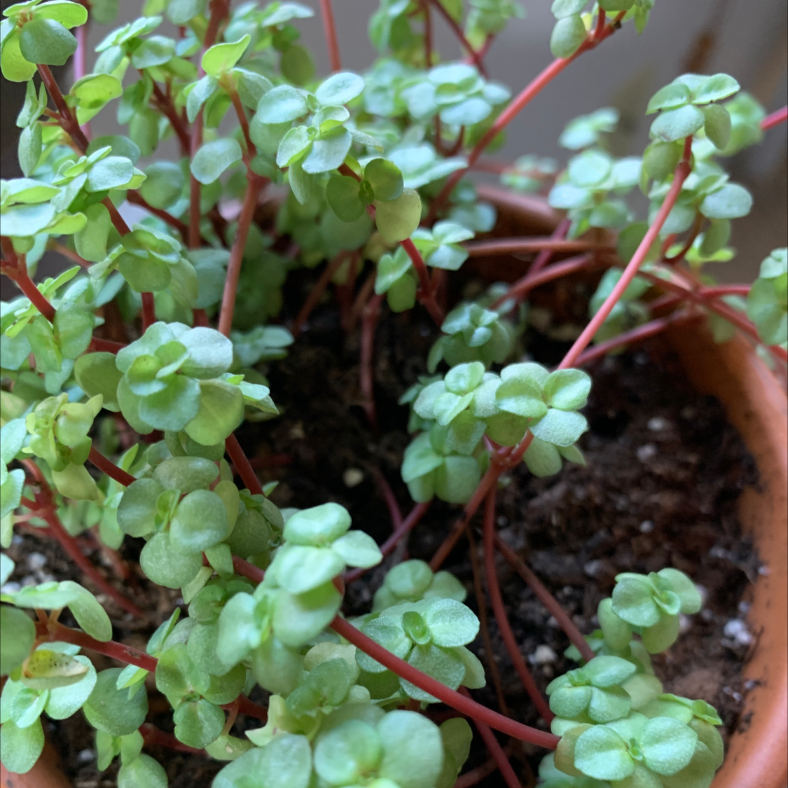 Woodland Stonecrop plant in a pot with green leaves and red stems.