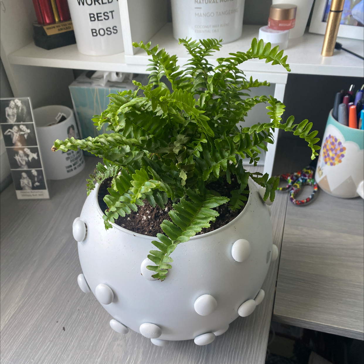 Boston Fern plant photo by @nicolee_watkins named Fernice on Greg, the plant care app.