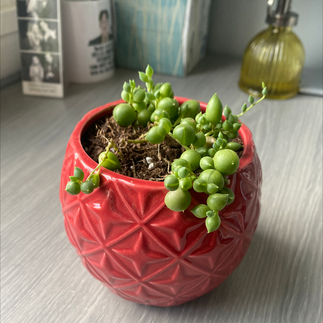 String of Pearls plant photo by @nicolee_watkins named Pearl on Greg, the plant care app.