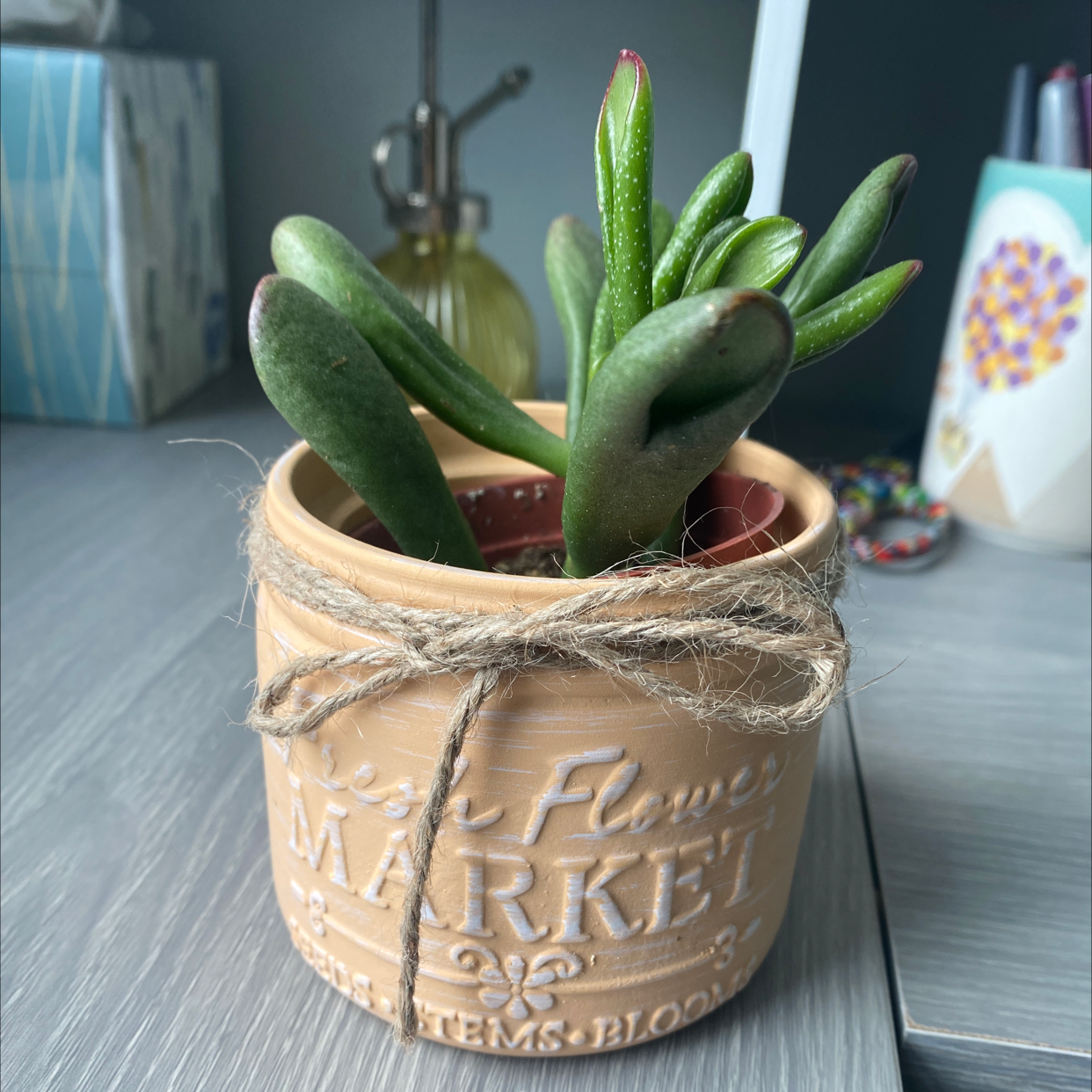Lucky Plant plant photo by @nicolee_watkins named June on Greg, the plant care app.