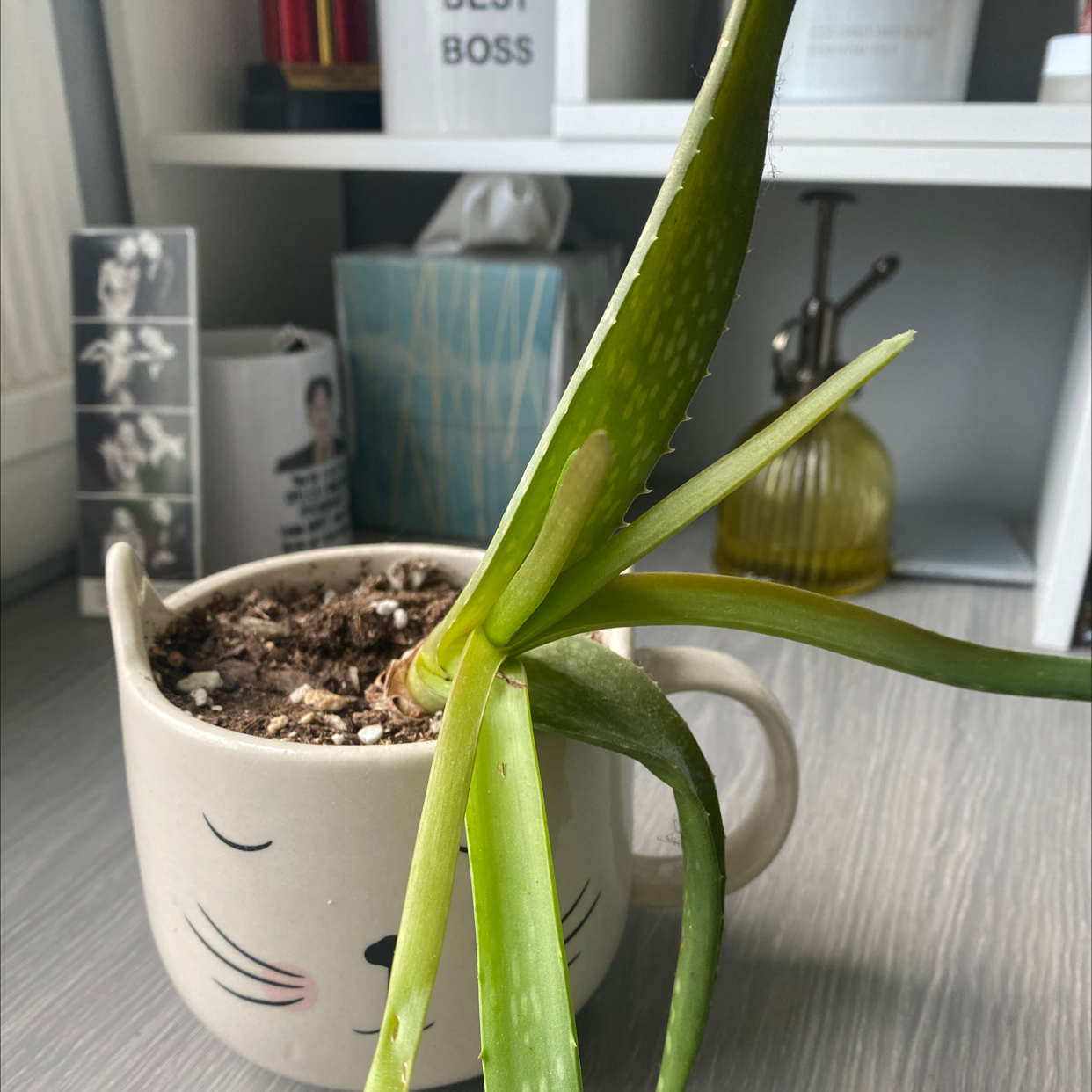 Aloe vera plant photo by @nicolee_watkins named Vergara on Greg, the plant care app.