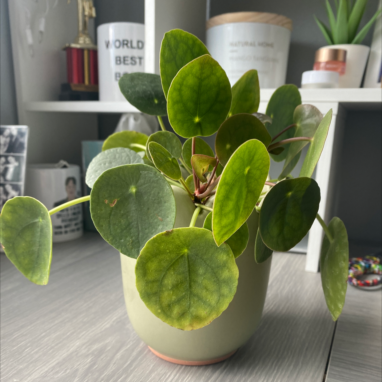 Chinese Money Plant plant photo by @nicolee_watkins named Arya on Greg, the plant care app.