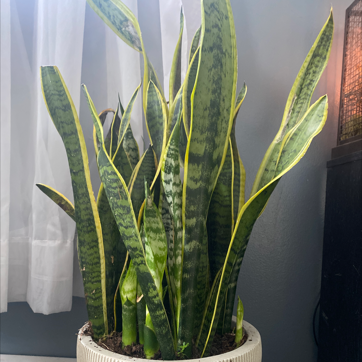 Snake Plant plant photo by @nicolee_watkins named Sherman on Greg, the plant care app.