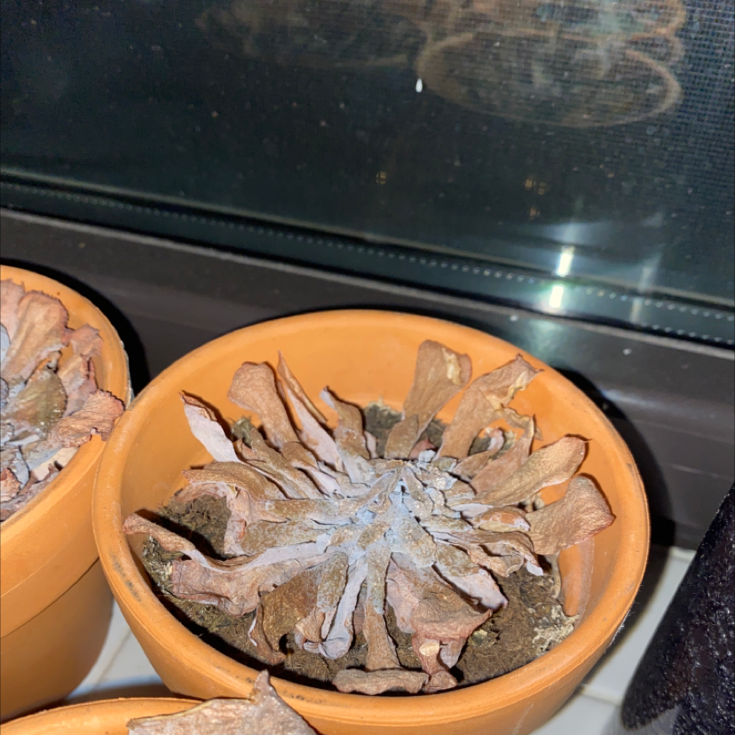 Aeonium Arboreum plant photo by Plant parent named Idiot #1 on Greg, the plant care app.