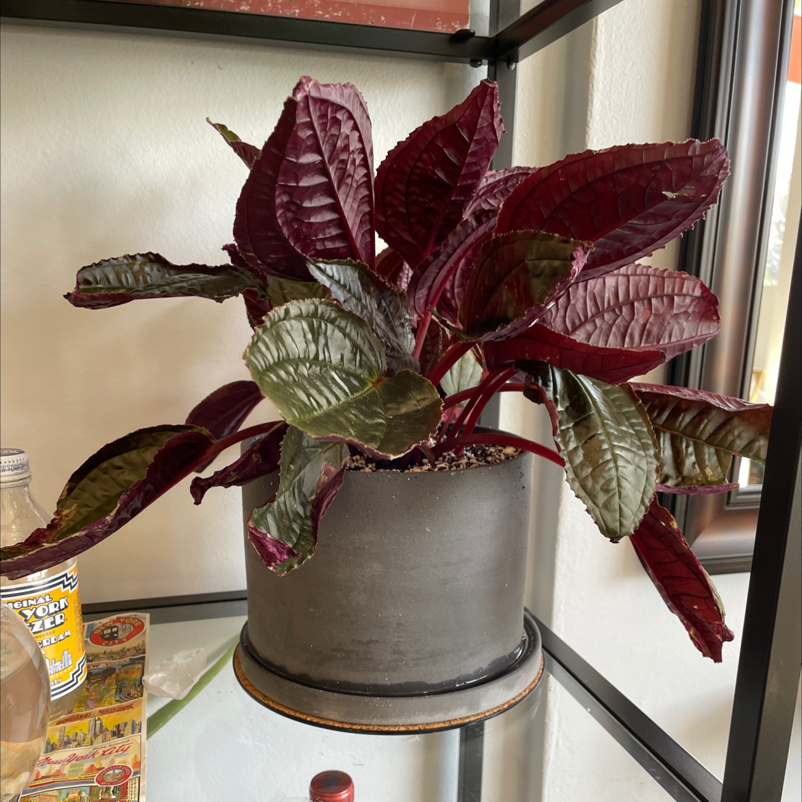 Photo of the plant species Monolena primuliflora 'Midnight Glory' by Justice named Carcosa on Greg, the plant care app