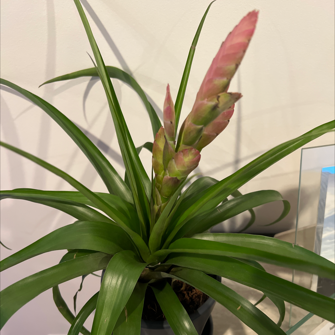 Pink Quill plant with healthy green leaves and a prominent pink inflorescence.