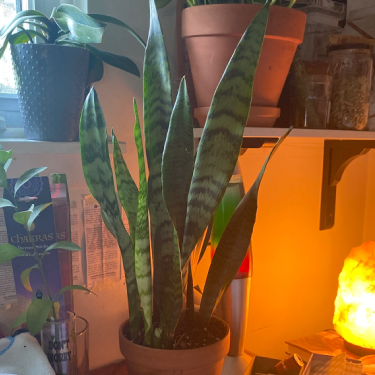 Photo of the plant species Zeylanica Snake Plant by Madi named pee on Greg, the plant care app