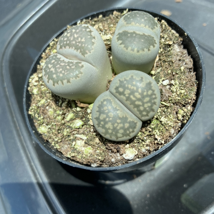 Photo of the plant species Lithops bromfieldii by @Kbeans19 named Stoners on Greg, the plant care app