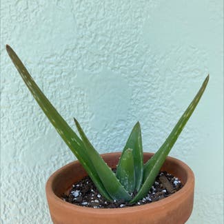 Aloe Vera plant in Laredo, Texas