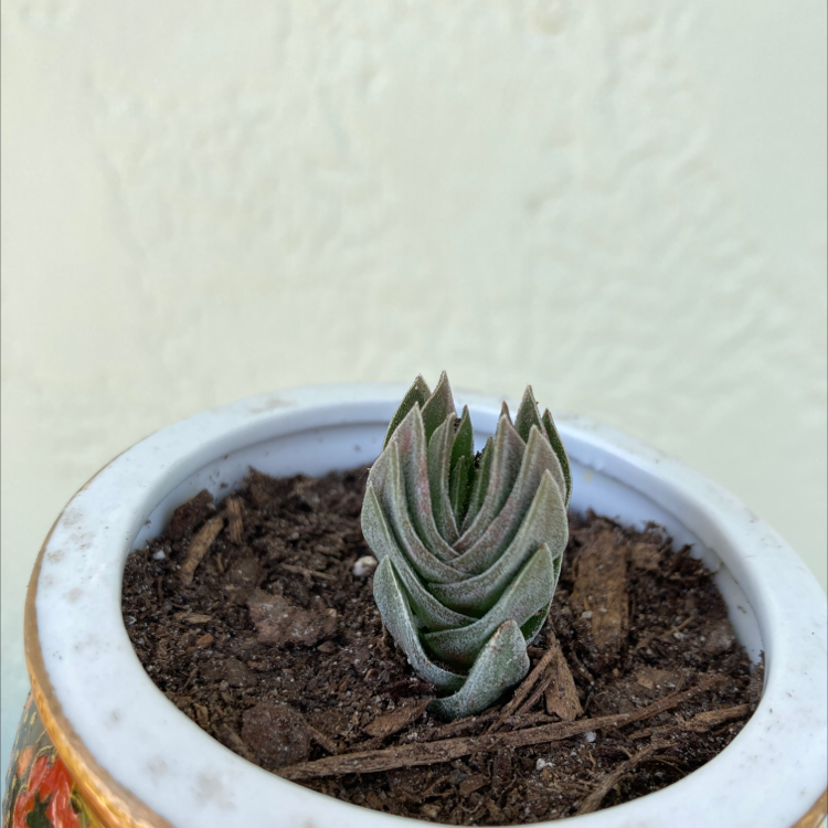 Photo of the plant species Crassula 'Buddha's Temple' by @Kbeans19 named Sid on Greg, the plant care app