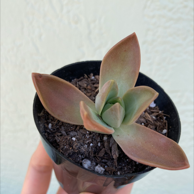 Graptosedum 'California Sunset' succulent in a black pot with visible soil.