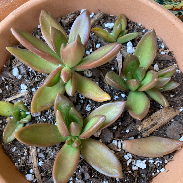 Photo of the plant species Sedum 'Firestorm' by @Kbeans19 named Flames on Greg, the plant care app