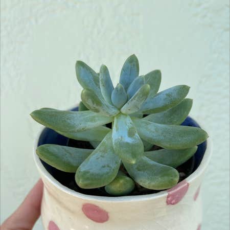 Photo of the plant species Pachyphytum 'Starburst' by @Kbeans19 named Star boy on Greg, the plant care app
