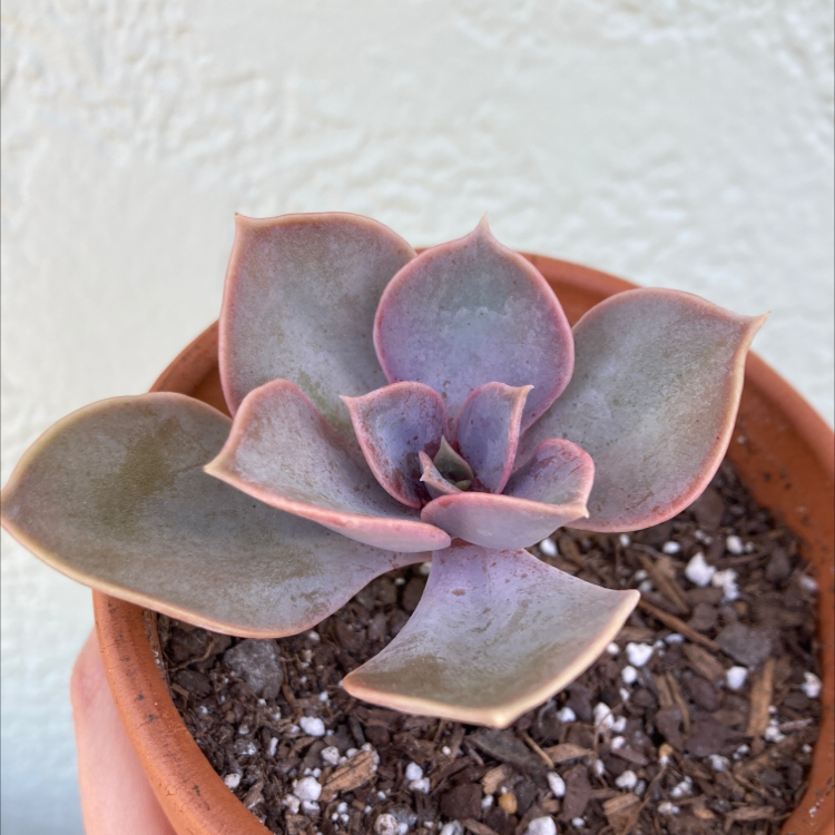 Photo of the plant species Echeveria 'Perle von Nurnberg' by @Kbeans19 named Perla on Greg, the plant care app