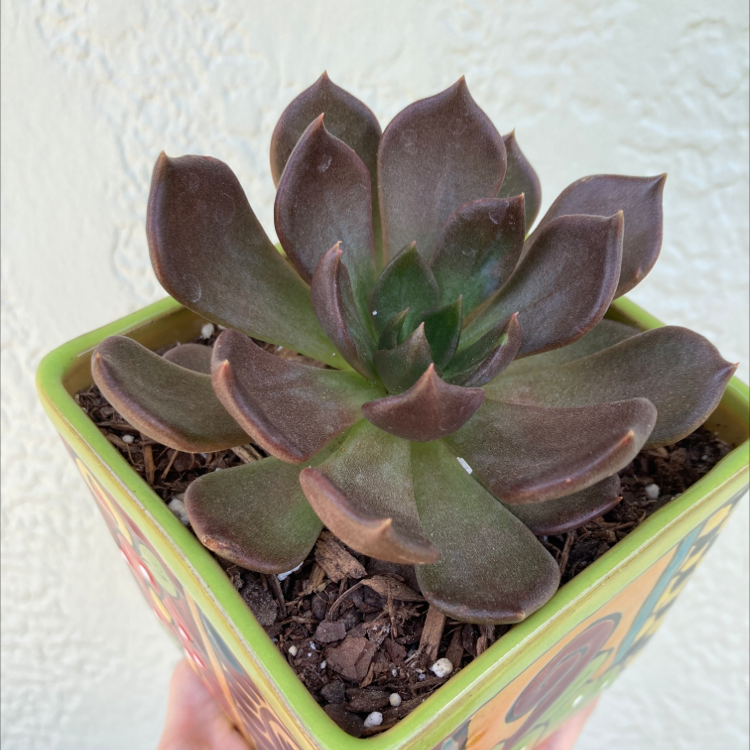 Photo of the plant species Echeveria 'Dark Moon' by @Kbeans19 named Floyd on Greg, the plant care app