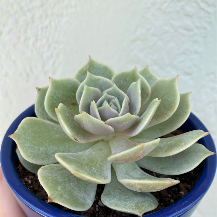 Photo of the plant species Echeveria 'Lola' by @Kbeans19 named Lola on Greg, the plant care app