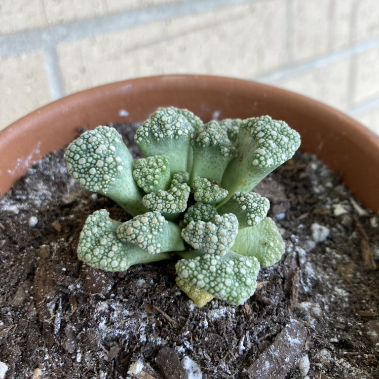 Concrete Leaf Living Stone plant in a pot with visible soil, well-framed and in focus.