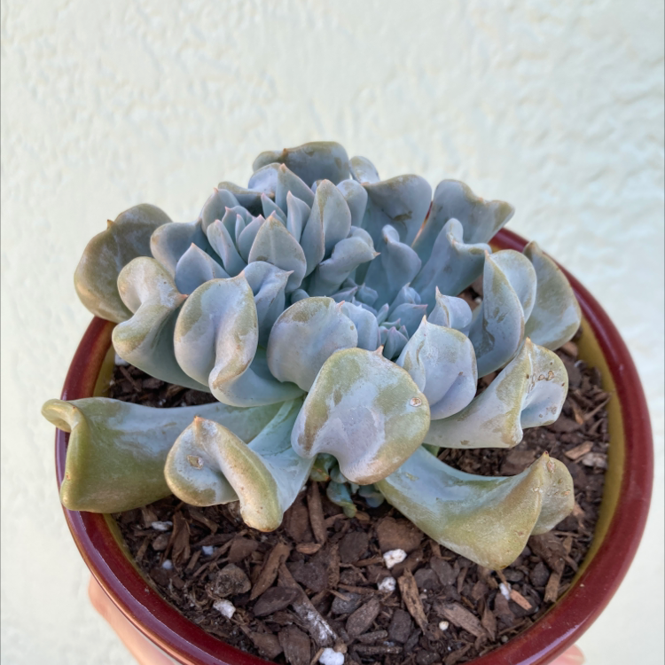 Photo of the plant species Echeveria 'Topsy Turvy' by @Kbeans19 named Blue on Greg, the plant care app