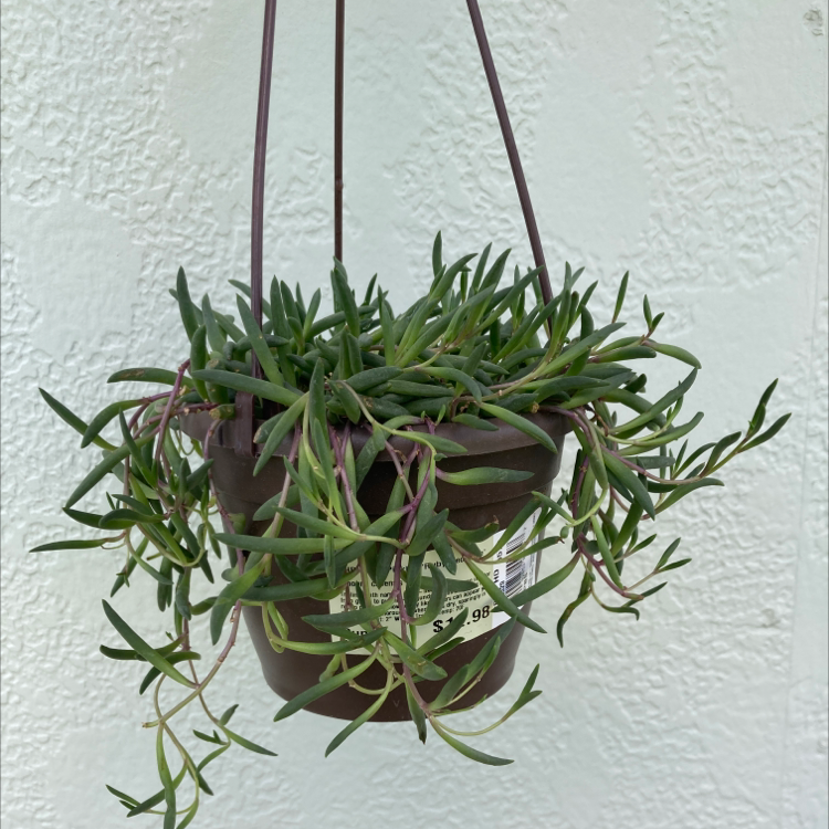 Hanging pot with a healthy String of Pickles plant, green succulent leaves.