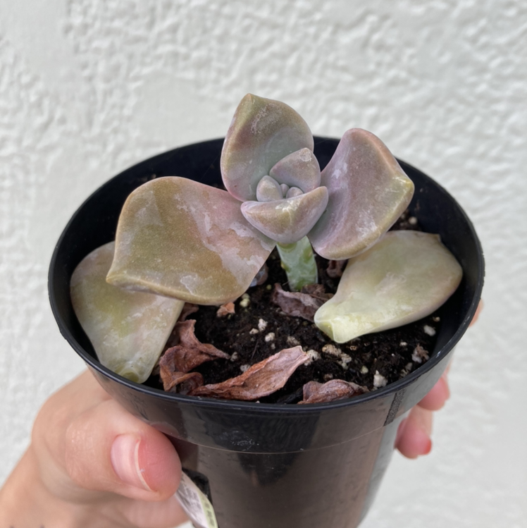 Five Stamen Graptopetalum succulent in a black pot, held by a hand, with visible soil and some leaf discoloration.
