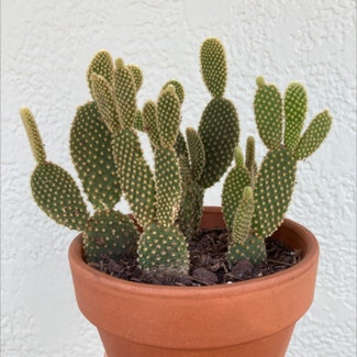 Bunny Ears Cactus plant in Laredo, Texas