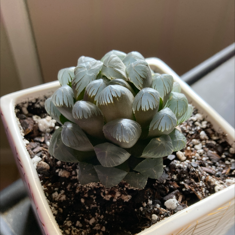 Photo of the plant species Haworthia cooperi by @Kbeans19 named Alien on Greg, the plant care app