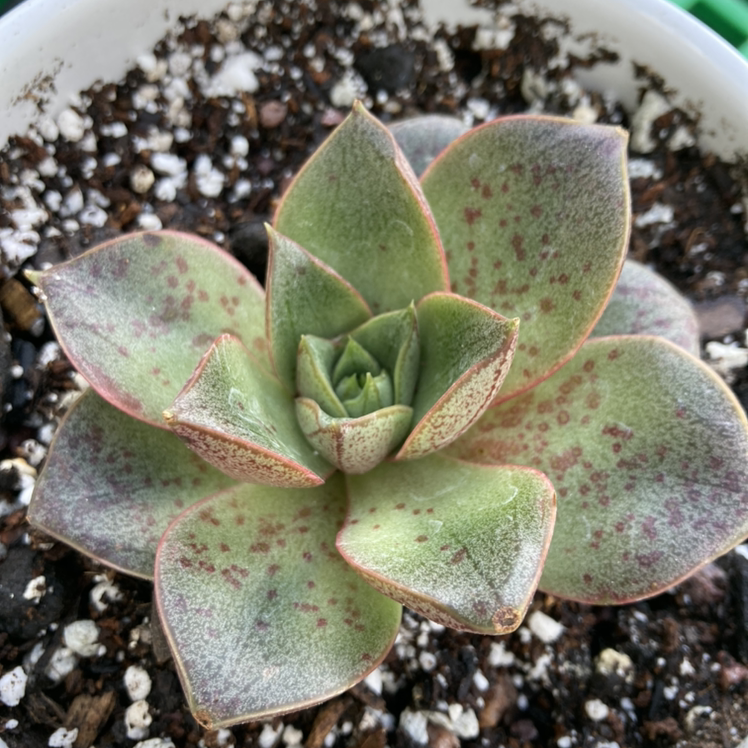 Echeveria purpusiorum succulent in a pot with visible black spots on leaves.