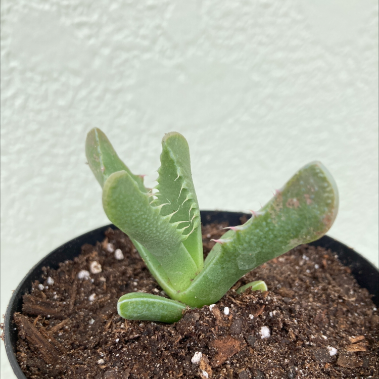 Photo of the plant species Tiger's Jaw by @Kbeans19 named Guts on Greg, the plant care app