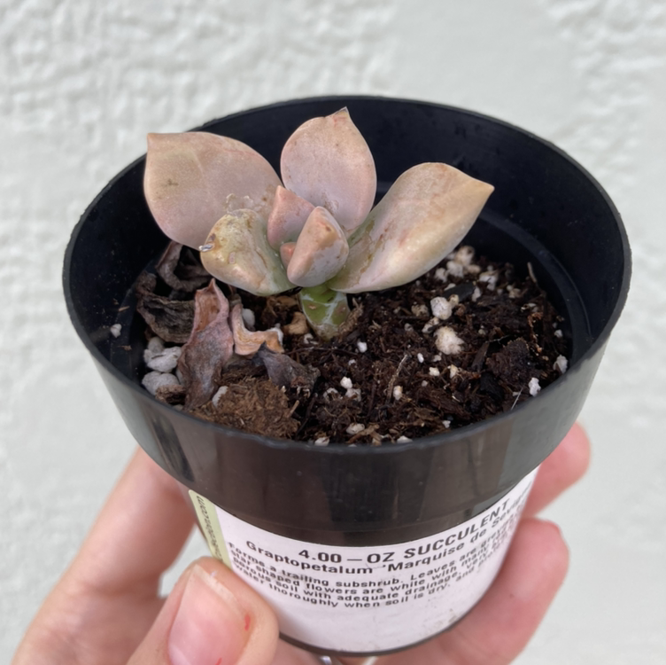 Photo of the plant species Graptopetalum 'Marquise de Sevigne' by @Kbeans19 named Rescue #3 on Greg, the plant care app