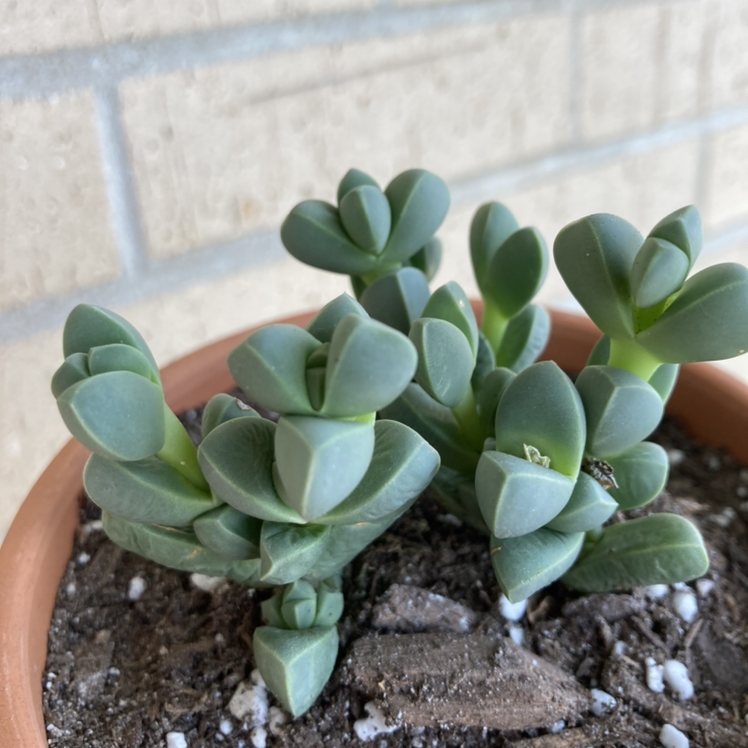 Healthy Beads Lampranthus succulent in a pot with visible soil.