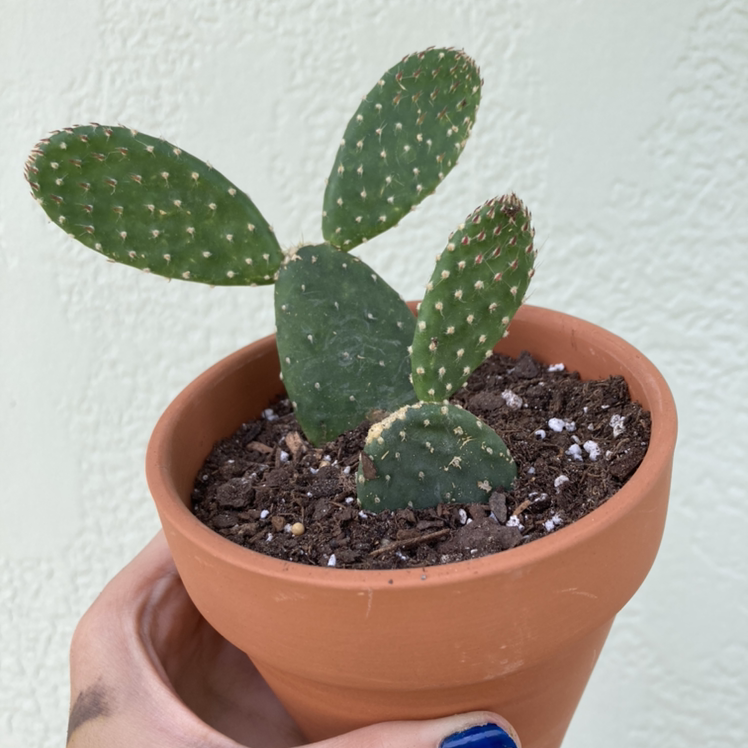 Photo of the plant species Opuntia 'Mona Lisa' by @Kbeans19 named Mona on Greg, the plant care app