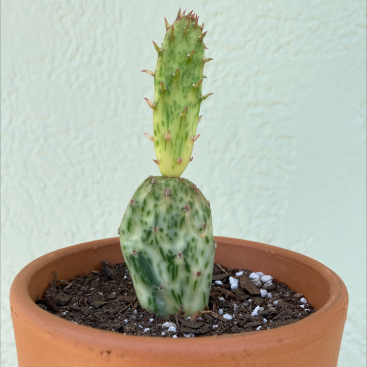 Photo of the plant species Sunburst Prickly Pear by @Kbeans19 named Kevin on Greg, the plant care app