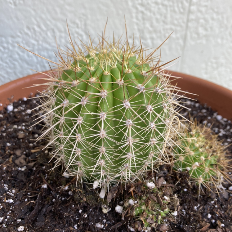 Torch Cactus in a pot with visible soil, appears healthy and well-framed.