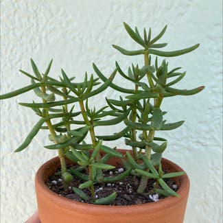 Miniature Pine Tree plant in Laredo, Texas