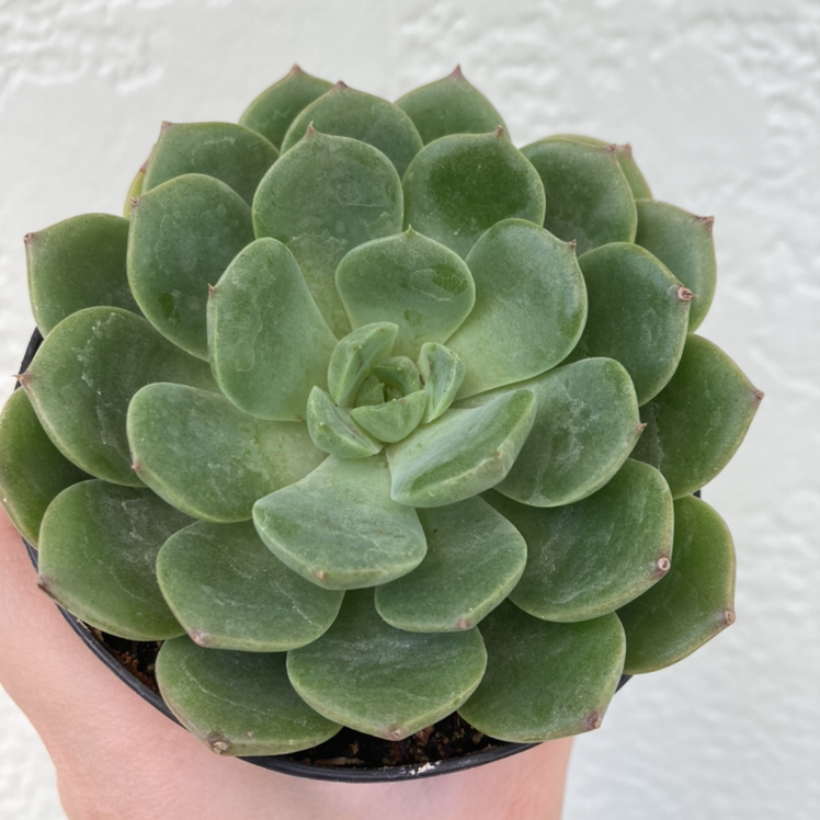 Photo of the plant species Echeveria Elegans by @Kbeans19 named Elfstone on Greg, the plant care app