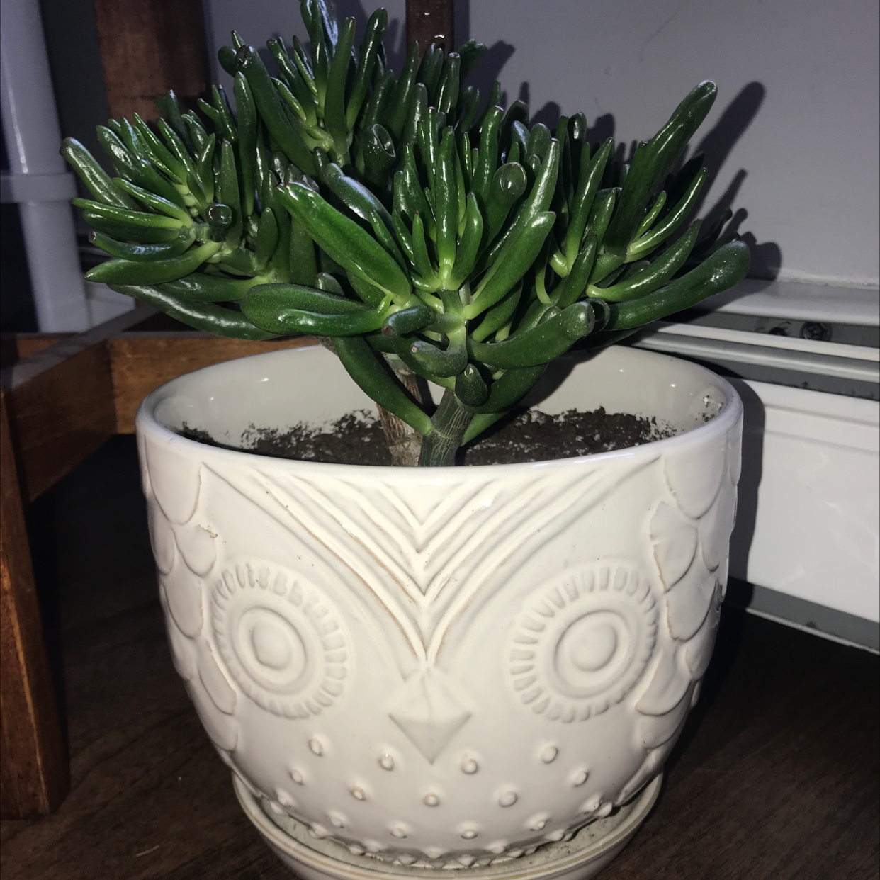 Lucky Plant plant photo by @Kelsey_burke named Leonardo on Greg, the plant care app.