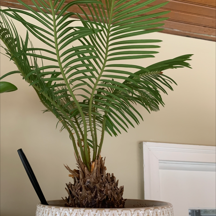 Healthy Sago Palm in a decorative pot with green fronds.