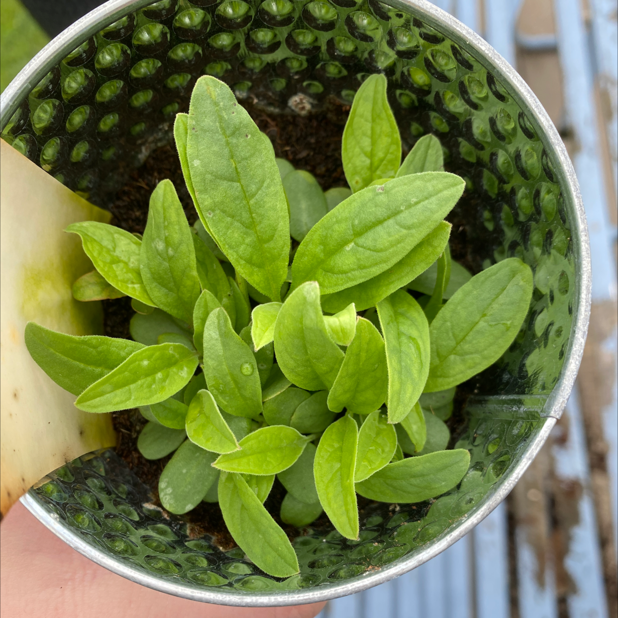 Young Chinese Forget-Me-Not plant in a pot with healthy green leaves.