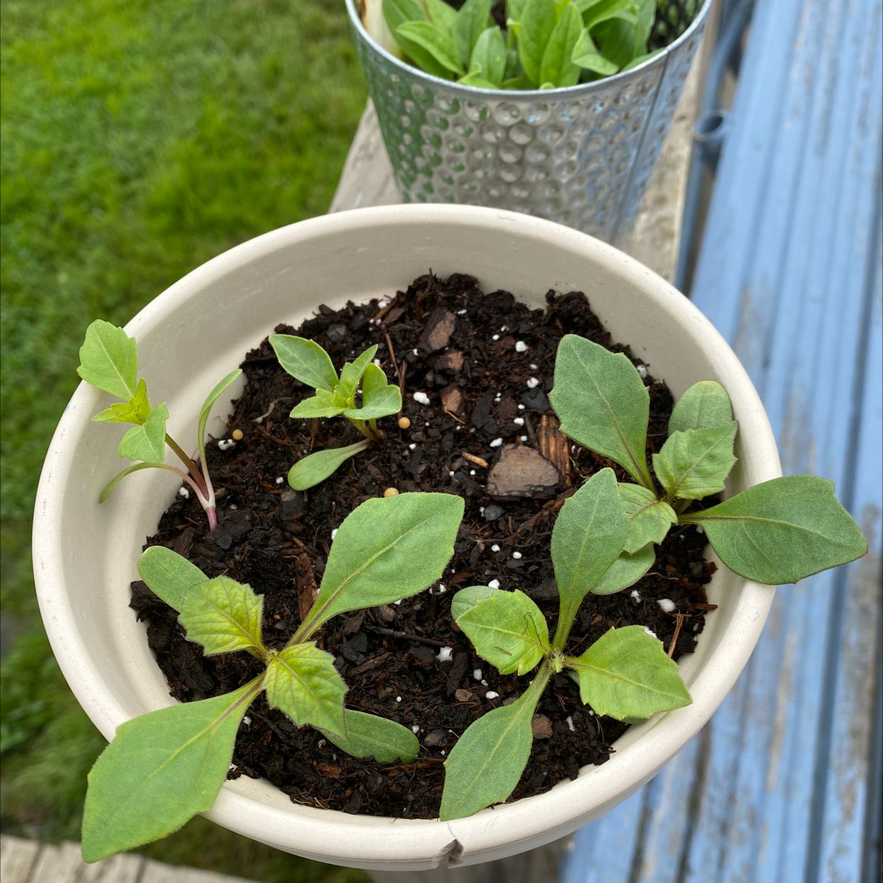 🌺 How and When Should I Cut Back My Garden Dahlia?