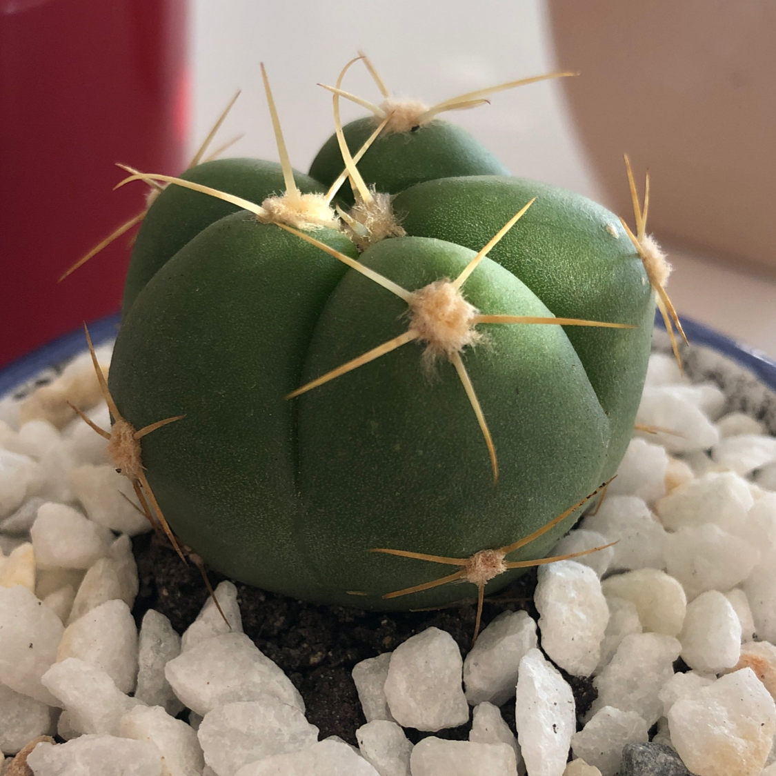 Sider Cactus uploaded to the Greg plant app by @cristete