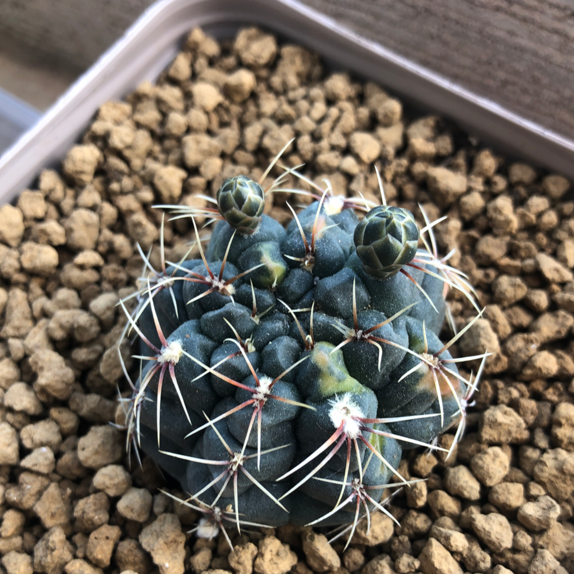 Photo of the plant species Gymnocalycium baldianum 'variegata' by @cristete named Denali on Greg, the plant care app